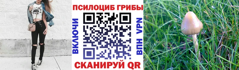 Купить где  Николаевск-на-Амуре  Псилоцибиновые грибы Psilocybe 